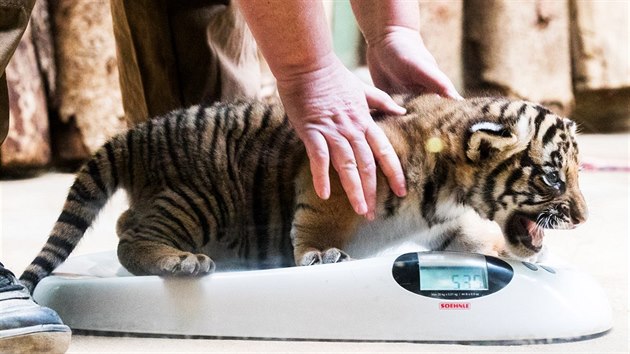 Vážení ukázalo, že růstová křivka šestitýdenního tygřího samečka odpovídá zkušenostem kolegů z Německa. (Zoo Praha 14.11.2017)