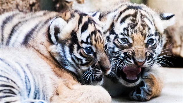 Mld tygra malajskho nezape elmu ani v esti tdnech. (Zoo Praha 14.11.2017) 