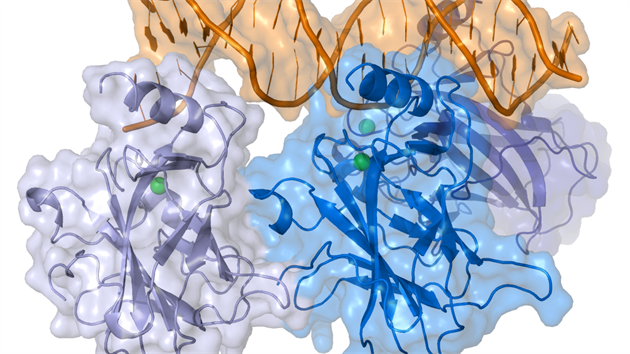 Bílkovina p53 se váe na snímku k DNA (oranová roubovice nahoe), aby...