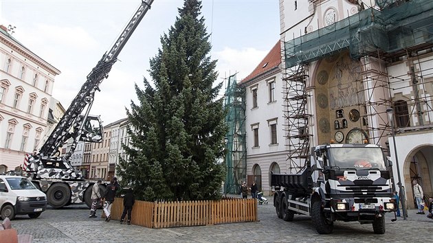 Olomoucké Horní námstí zdobí od nedlního poledne vánoní strom. (12....