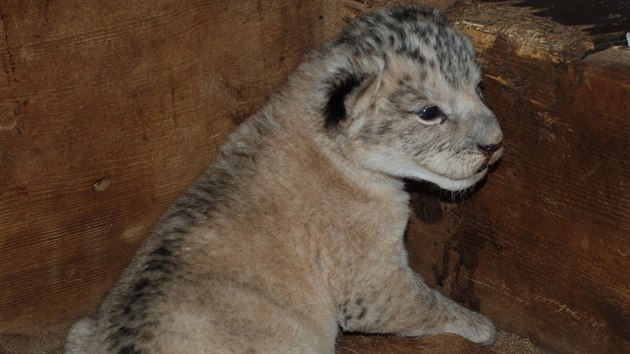 Plzesk zoo se chlub novm prstkem. Samice lva berberskho Neyla porodila lve.