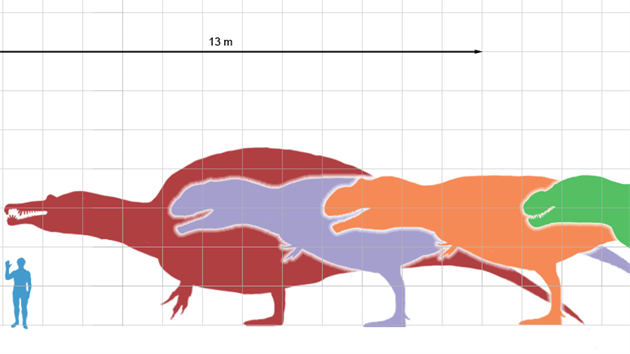Velikostní srovnání ty nejvtích známých teropod. Z hlediska délky je T....