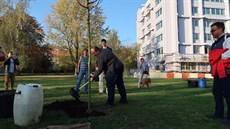 Výsadba strom v parku Dláenka