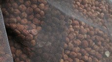 Testy prokázaly p�ítomnost aflatoxin� ve zdraví nebezpe�ném mno�ství.