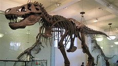 Tyrannosaurus rex, exemplá AMNH 5027 z Amerického pírodovdeckého muzea v New...