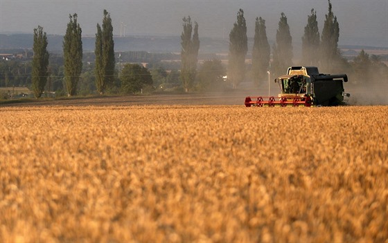 Zemědělcům komplikuje sklizeň obilí vrtkavé počasí.