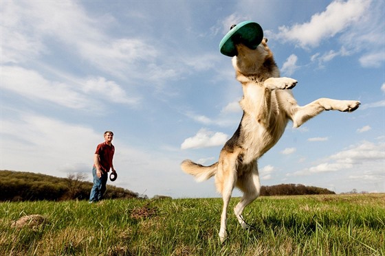 Chytání frisbee umí psi dovést k dokonalosti.