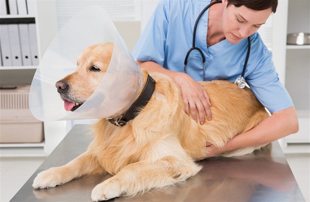 Veterinářka léčí nemocného psa.