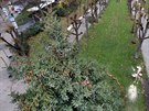 Vztyování vánoního stromu ped Albtinými láznmi v Karlových Varech.