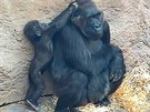 Malý Ajabu s gorilí tetou Kambou