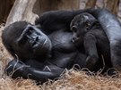 Gorilí matka Shinda se synem Ajabuem