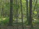 Polsko musí okamit pestat kácet v chránném Blovském pralese, nebo...