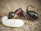 Dlnice mravence devokaze hlídající larvu. I tento snímek vznikl technikou...
