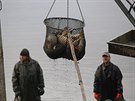 Vlov Drahotnskho rybnku u Zrue si nenechaly ujt stovky lid. iv kapr...