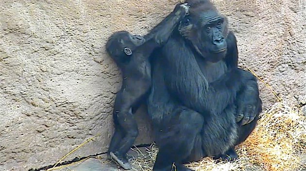 Malý Ajabu s gorilí tetou Kambou