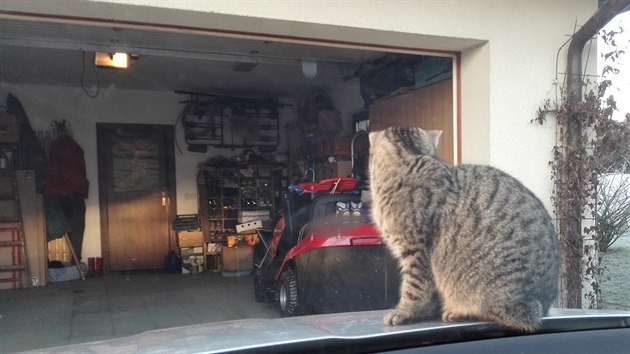 Takto kočka sedávala na kapotě auta před zateplenou garáží, do které měla kdykoliv volný přístup.