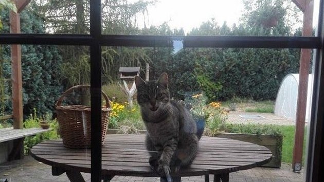 Kočka byla ve svém novém domově spokojená, volný pohyb na zahradě milovala.