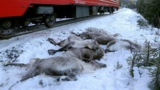 Více ne stovka sob zahynula bhem nkolika posledních dní na severu Norska...
