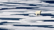 Lední medvd na ke ve Franklinov prlivu mezi Kanadskými arktickými ostrovy a...