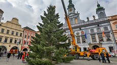 Píjezd a stavba vánoního stromu na námstí Pemysla Otakara II. v eských...