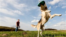 Chytání frisbee umí psi dovést k dokonalosti.