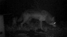 Fotografie vlka obecného, kterého ve druhé polovině října zachytila fotopast v...
