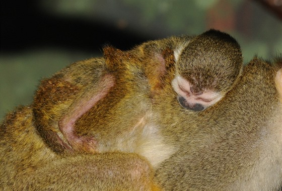 Kotul veverovitý, Zoo Olomouc