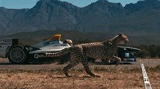 Závod mezi gepardem a E-formulí by skončil remízou