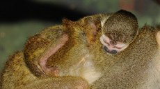 Kotul veverovitý, Zoo Olomouc