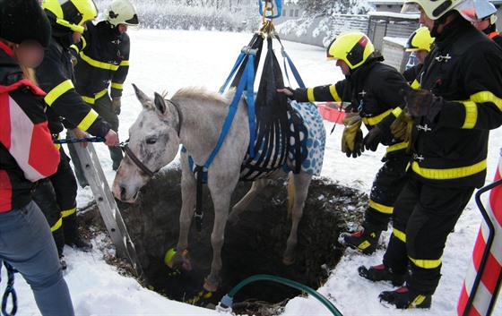 Zachráněný kůň chvíli před tím, než se zase dostal na povrch. (1. prosince 2017)