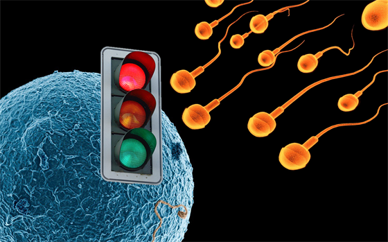 Vajíčko si podle některých vědců aktivně vybírá, kterou spermii vpustí k...