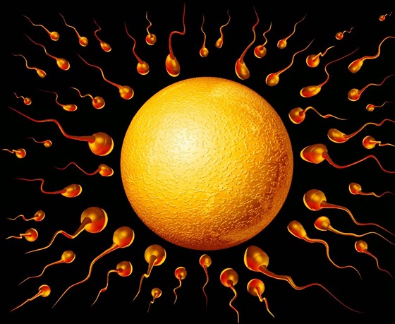 Závod mužských spermií k vajíčku ženy (umělecké ztvárnění)