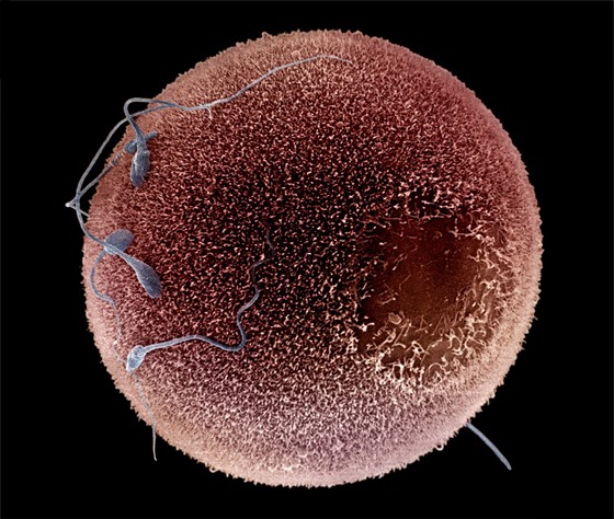 Detailní pohled na lidské vajíčko oplodňované spermií