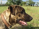 Profil hlavy mladého psa uruguayského cimarrona