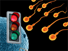 Vajíko si podle nkterých vdc aktivn vybírá, kterou spermii vpustí k...