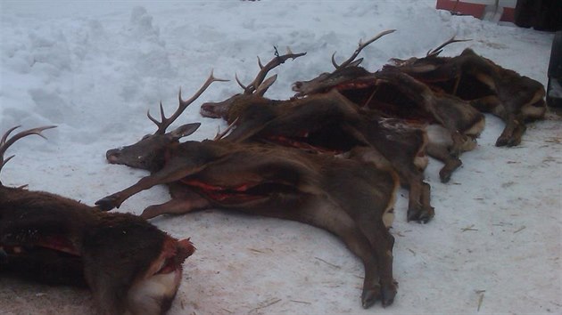 Lovci z Dánska v Česku střelili šest jelenů.
