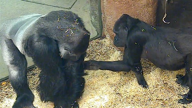 Gorilí samec Richard s jednou ze svých obdivovatelek, samicí Shindou. Matkou malého Ajabua.