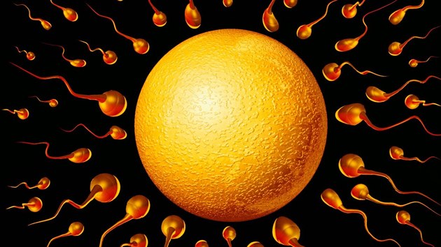 Závod muských spermií k vajíku eny (umlecké ztvárnní)