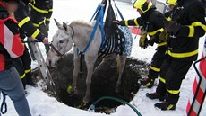 Zachrán�ný k�� chvíli p�ed tím, ne� se zase dostal na povrch. (1. prosince 2017)