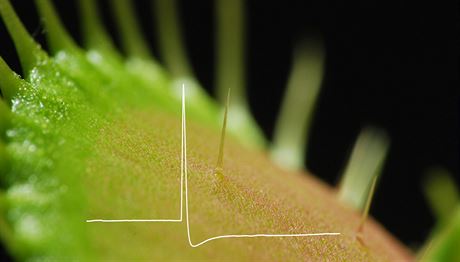 Masoravá rostlina mucholapka detekuje ohybem citlivého chloupku koist pomocí...