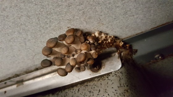Tyto houby rostly v autobuse íslo 125