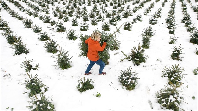 V kopcích nad Libercem rostou stovky vánoních stromk. Na snímku Jiina...