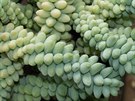 Sedum burrito (kaktusy a sukulenty)