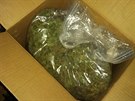 Kriminalist odhalili organizovanou skupinu prodejc marihuany.