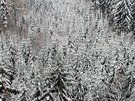 Pohled ze zimn stezky v korunch strom v krkonoskch Janskch Lznch...
