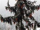 Pohled ze zimní stezky v korunách strom v krkonoských Janských Lázních...