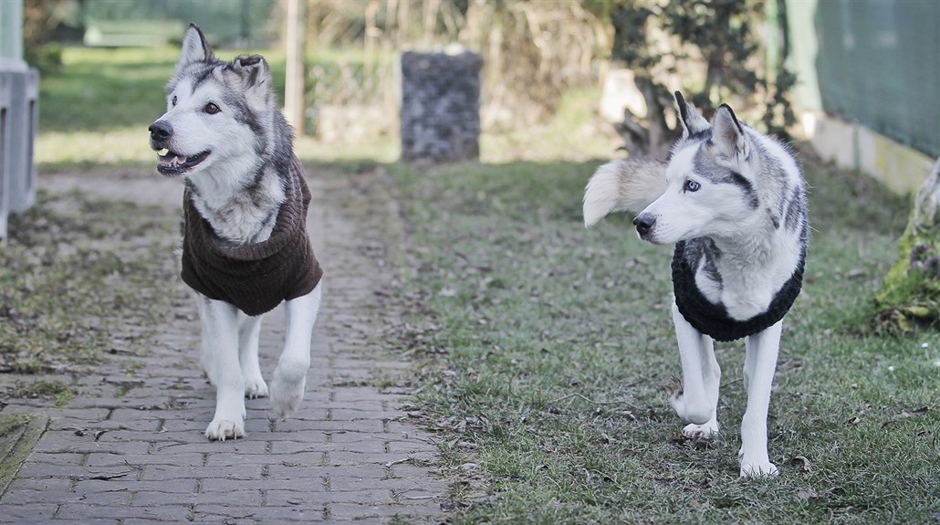 Fenky jsou nyní ve psím útulku v Klatovech. (13. 12. 2017)
