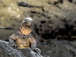 Mořský leguán - galapážský endemit, vejcorodý ještěr dlouhý až jeden metr....