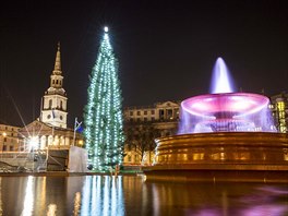 O dodání vánočního stromu na Trafalgarské náměstí v Londýně se každý rok stará...