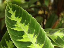 Calathea warscewiczii roste v detnch lesch Kostariky (marantovit)